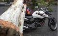 Honda Tiger Paling Tabah Sedunia, Ketimpa Pohon Masih Tegak Berdiri!