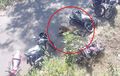 Macan Tutul Ikutan Kopdar, Bikers Tunggang Langgang Kabur ke Atas Pohon