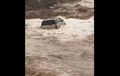 Arab Saudi Dihantam Banjir Bandang, SUV Pasrah Hanyut Kebawa Arus