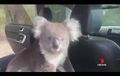 Pria Australia Panik, Koala Nyelinap di Mobil, Dasbor Jadi Korban