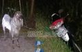 Maling Apes, Sudah Gagal Nyolong Kambing, Suzuki Shogun 125 Miliknya Ketinggalan di Sawah