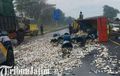Pemandangan Langka Ribuan Ikan Mujair Berhamburan di Jalan Tol Sidoarjo, Gara-gara Dua Truk Adu Kebut di Pagi Hari