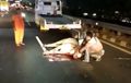Taksi 'Membunuh' Seekor Sapi, Diterjang Saat Berlarian di Tol Tomang