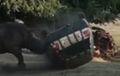 Ngeri! Badak Mengamuk Seruduk Mobil Penjaga di Serengeti Park, Jerman