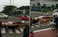Bisa Bikin Manusia Malu, Rombongan Kambing di Tangerang Aja Bisa Tertib Nyeberang Lewat Zebra Cross