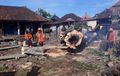 Pohon Asam Setinggi 30 Meter Tumbang, Tiga Motor dan Bangunan Pura Rusak Tertimpa, Rp 800 Juta Melayang