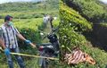Honda BeAT Tak Bergerak di Perkebunan Teh, Jadi Saksi Pembunuhan Seorang Pria Oleh Selingkuhannya