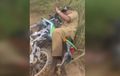 Video Bupati Sintang Naik Kawasaki KLX 150, Jatuh Berkali-kali Tetap Nekat Lewat Medan Terjal