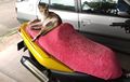 Dua Cara Ampuh yang Bikin Kucing Ogah Cakar Jok Motor, Boleh Dicoba!