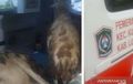 Geram Untuk Angkut Kambing, Ambulans Desa Ditarik Wakil Bupati