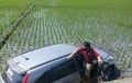 Honda CR-V Tertancap di Sawah, Belepotan Lumpur, Apes Latihan Nyetir Sendiri