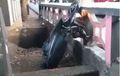 Honda BeAT Standing di Pagar, Pemiliknya Tewas Mengambang di Pintu Air