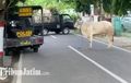 Geger Sapi Lepas dan Ngamuk di Jalanan Blitar, Polisi Bertindak Tegas