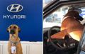 Anjing Satu Ini Jadi Karyawan Diler Hyundai, Dapat ID Card, Dikasih Tugas Khusus