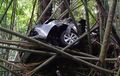 Nissan Grand Livina Terjun ke Jurang, Tertancap di Koloni Pohon Bambu, Bodi Berantakan