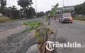 Kebanyakan Lubang, Pohon Pisang Jadi 'Tumbuh' di Jalan Nasional Tuban
