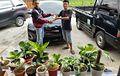 Toyota Yaris Sah Ditukar 14 Pot Tanaman Hias, Dinominalkan Tembus Rp 120 Juta