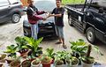 Toyota Yaris Ditukar Tanaman Hias Senilai Rp 120 Juta, Penjual Mengaku Pernah Barter dengan Belasan Mobil!