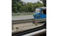 Geger! Bajaj Biru Ngebut Lawan Arah di Jalan Tol, Masuk Dari Mana?