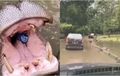 Tega Bener! Pengunjung Lempar Sampah ke Mulut Kuda Nil di Taman Safari, Terekam Pengemudi di Belakangnya