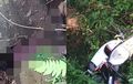 Honda Scoopy Dan Jasad ABG Ditemukan Tergeletak, Dikira Korban Kecelakaan, Polisi Ungkap Faktanya