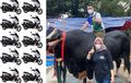 Hebat! Sapi Raffi Ahmad Masih Lebih Berat Dari 10 Unit Yamaha NMAX , Kenalin Namanya Si Bager