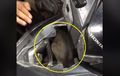 Terdengar Suara Misterius, Ternyata Makhluk Berbulu Terjebak di Bodi Vario, Pemilik Motor Tak Kuasa Tahan Air Mata