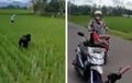 Gayanya Cabut Rumput, Jurus Pemuda Nyamar Jadi Petani Biar Tak Ditilang Gagal Total