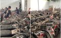 Harta Karun Terbengkalai, Ratusan Motor Tua Ini Mangkrak di Semarang