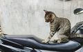 Kulit Jok Motor Mahal Gak Kebal Musuh Cakar Kucing, Paling Aman Pakai Cara Ini