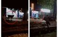 Sapi Kurban Ngamuk Sebelum Disembelih, Seruduk Dua motor Hingga Ambruk