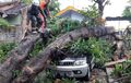 Ditindih Pohon Mangga Tumbang, Daihatsu Taruna Tak Berdaya, Padahal Cuma Numpang Parkir