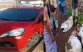 Honda Brio Merah Dipakai Berbuat Dosa, 5 Ekor Kambing Jadi Bukti