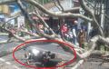 Pengendara Yamaha X-Ride Temui Ajal di Jalan, Kepala Ditebas Pohon Tumbang Dadakan