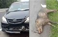 Bodi Toyota Avanza Rompal Tampar Babi Hutan di KM 80 Tol Cipali, Asuransi Bisa Cover?