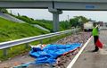 Ribuan Ikan Lele Terkapar di Tol Mojokerto, Efek Ban Belakang Kanan Isuzu Traga Meledak