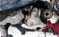 Karet Engine Mounting Honda BeAT Rusak? Biaya Gantinya Cuma Segini
