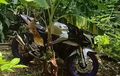 Viral Yamaha R15 Ngumpet di Tengah Kebun, Pelat dan Kunci Bikin Curiga