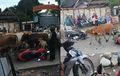 Petaka Sirine Damkar, Puluhan Motor dan Mobil Babak Belur Diobrak-abrik Kawanan Sapi Panik