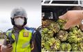 Kaget, Sopir Isuzu Traga Muat Pisang Dicegat dan Dituduh Bawa Sabu Oleh Polisi di GT Keramasan
