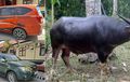 Paksa Tiga Ekor Kerbau Masuk Kabin Toyota Fortuner dan Calya, Dua Pria Terancam 7 Tahun Penjara