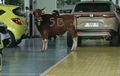 Karyawan Istana Honda Banyuwangi Panik, Ada Tamu Bertanduk Masuk Dealer Mobil Saat Idul Adha