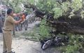 Nasib Pemotor Temui Ajal di Jalan, Digebrak Pohon Tumbang Dadakan