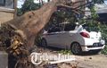 Nyaris Remuk! Pohon Setinggi 7 Meter Tumbang, Mobil Ini Cuma Rusak Kaca Depannya