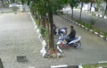 Detik-detik Maling  Gondol Mio J di Parkiran Kampus, Santai Banget Sob