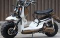 Honda Scoopy, Zoomer Kaki Traktor