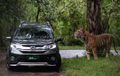 FIRST DRIVE Honda BR-V: Berani Main Bareng Hewan Buas