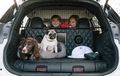 Guk guk! Nissan Menciptakan X-Trail 4Dogs Untuk Para Pecinta Anjing
