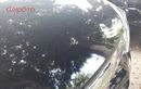 Bodi Mobil Terkena Kotoran Burung? Bersihkan Pakai 5 Cara Efektif Ini