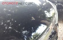Bodi Mobil Terkena Kotoran Burung? Bersihkan Pakai 5 Cara Efektif Ini